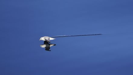 northern fulmar skims across water