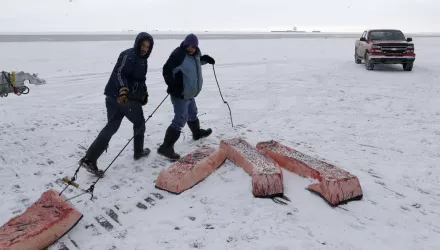 Men haul sections of whale skin and blubber as a bowhead whale is butchered