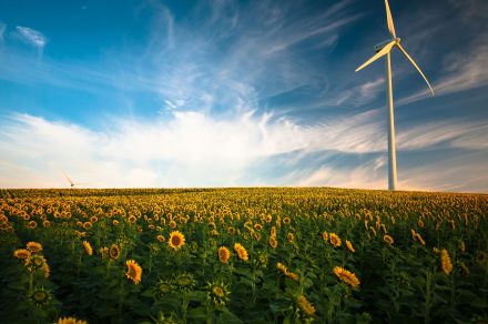 A wind turbine in a sunflower field.