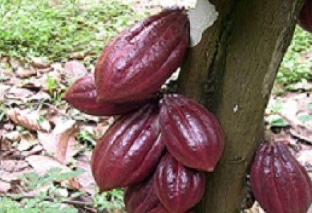 Ripe cocoa pods