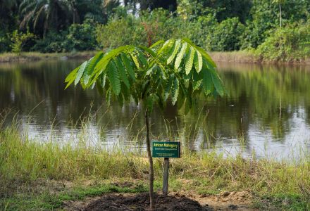 A recently planted African Mahogany tree grows at the Lufasi Park Lake Nora 