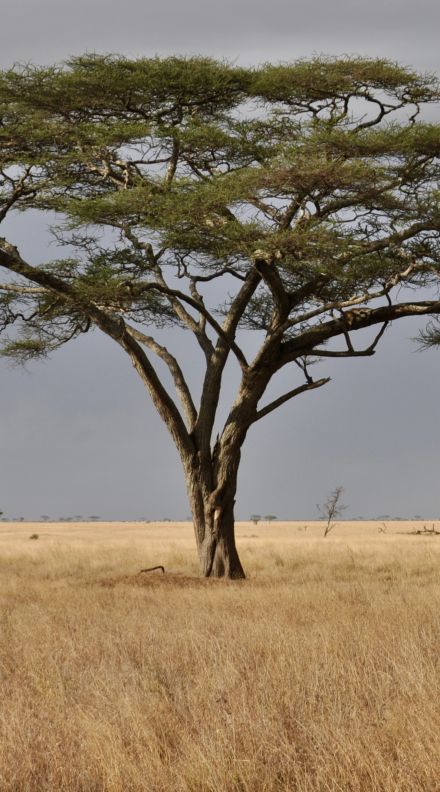 An acacia tree on the Serengeti